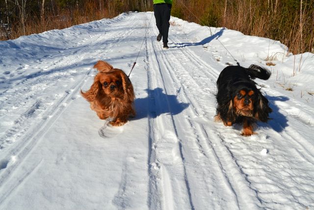 Jack och Wille springer i skoterspåret med husse en solig vårvinterdag 2014.
