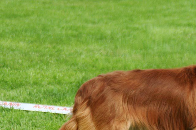 Jack 1.5 år