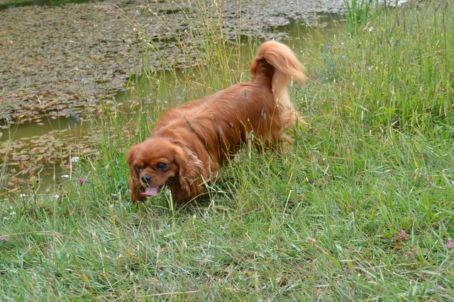 Jack på Drottningholms hundöar 29 juni 2014