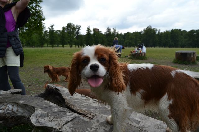 Serena på Drottningholms hundöar.
