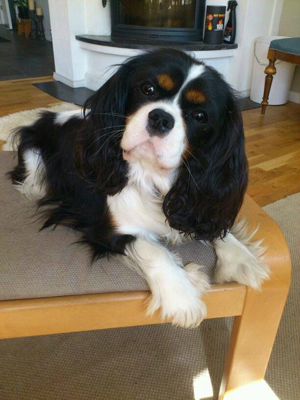 Jämtdalen's Mick Jagger 