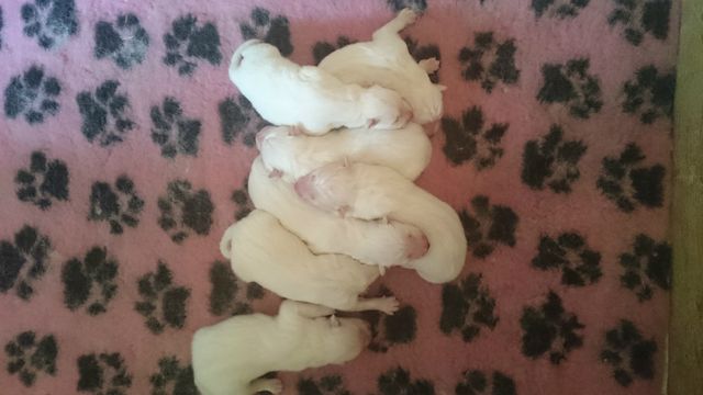 7 nyfödda valpar