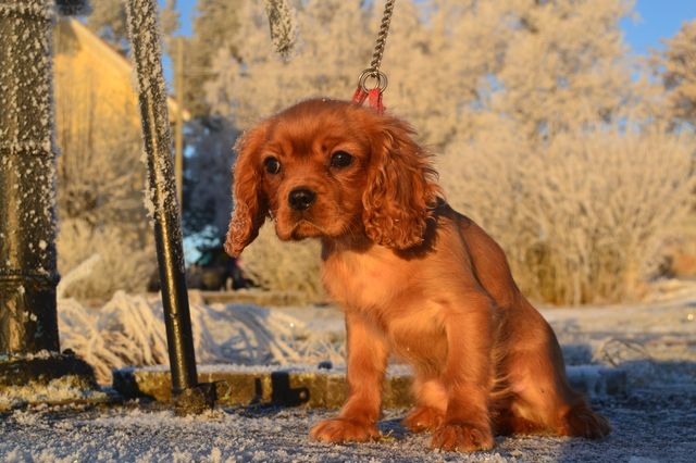 Athena i vintersolen 28 dec -15