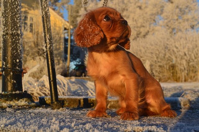 Athena en vinterdag i solen 28 dec 2015