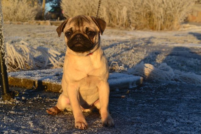 Elza i solen en vinterdag 28 dec 2015