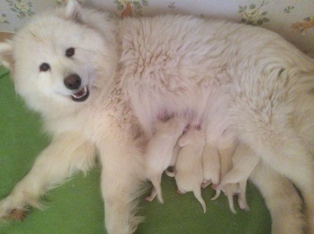 Mor med nyfödda valpar