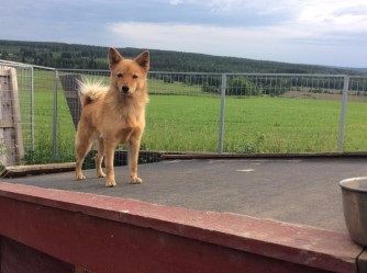 Tikka juli 2017 