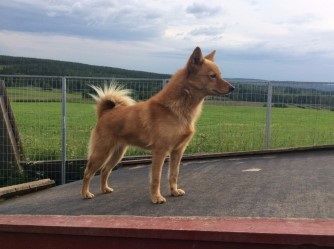 Tikka juli 2017
