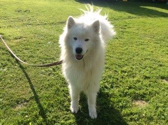 Diezel 2.5 år