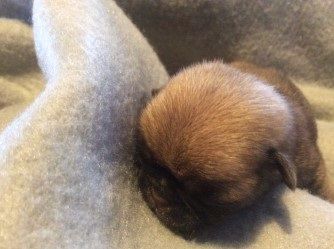 Grace 11 dagar

