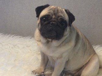 Pugsies Rosemary Rose